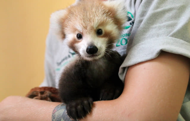 Red panda baby loves her lookalike cuddly toy