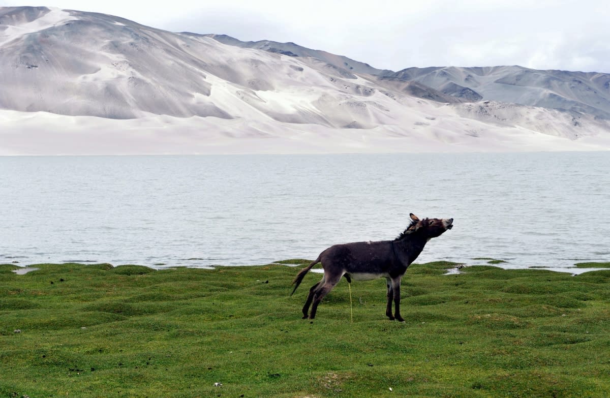 Donkey urinating