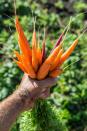 <p>Carrot tops make a delicious alternative ‘herb’. Use in place of basil in a classic pesto, or sauté with garlic and olive oil with a splash of sesame oil. </p><p><strong>Cooking tip:</strong> Also great as part of a home-made stock.<br></p>