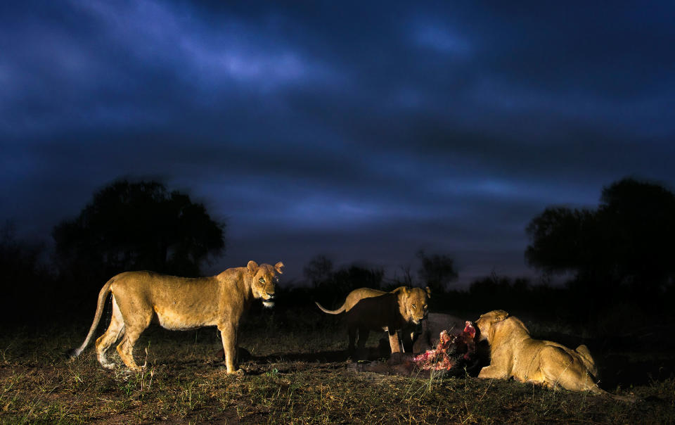 Midnight safari: Wild animals gather under a full moon