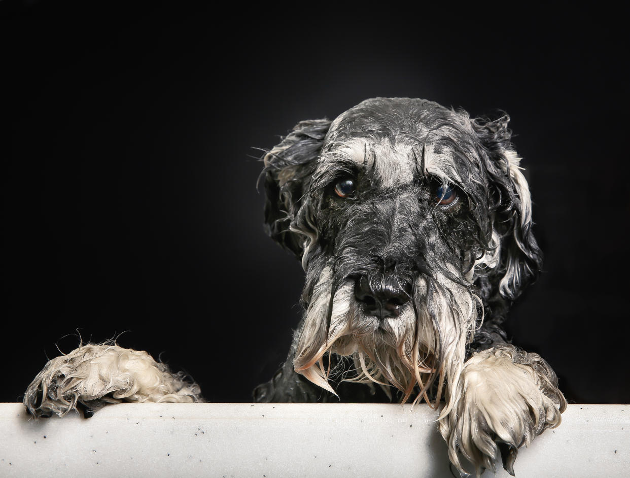 This dog-drying coat is what any pooch owner needs. (Getty Images) 