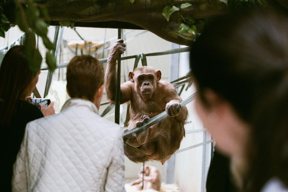 Coco arrived at Twycross Zoo in Leicestershire as a four-year-old in 1969 to become part of an important breeding programme. (SWNS)