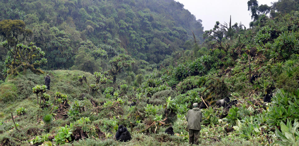 In this 2016 photo provided by the Dian Fossey Gorilla Fund, an anti-poaching team checks on a group of mountain gorillas in Rwanda's Volcanoes National Park. On Wednesday, Nov. 14, 2018, the International Union for Conservation of Nature updated the species’ status from “critically endangered” to “endangered.” The designation is more promising, but still precarious. (Dian Fossey Gorilla Fund via AP)
