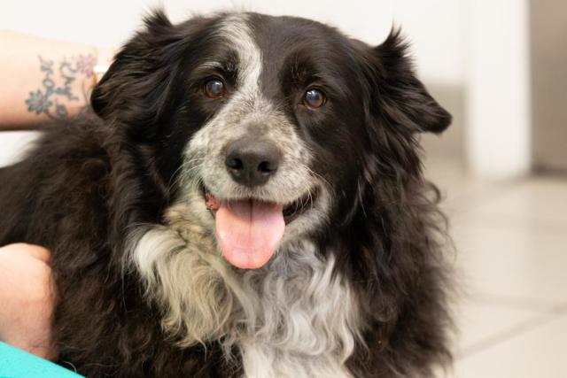 Border Collie - PDSA