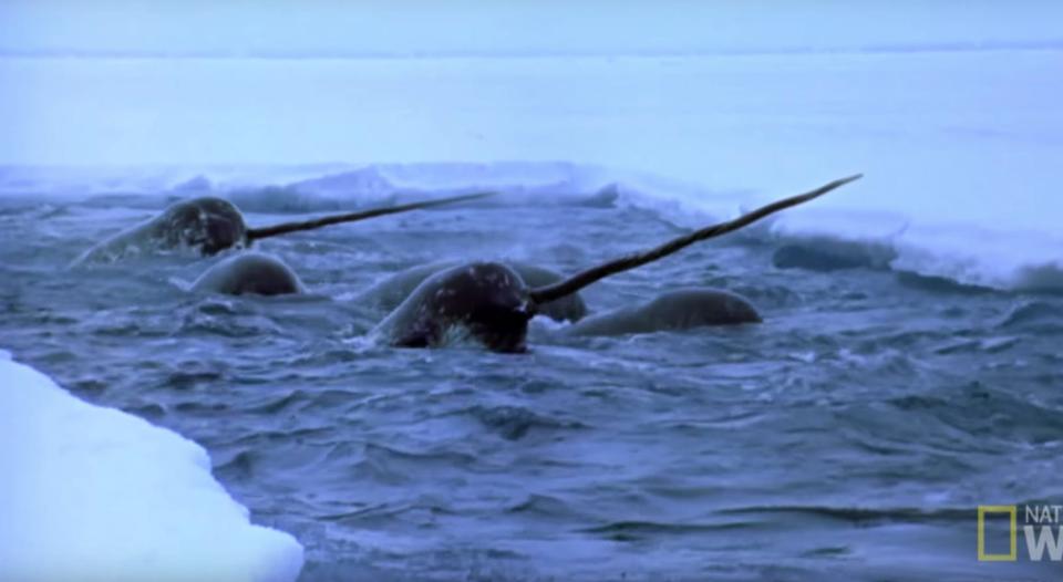 Narwhal.