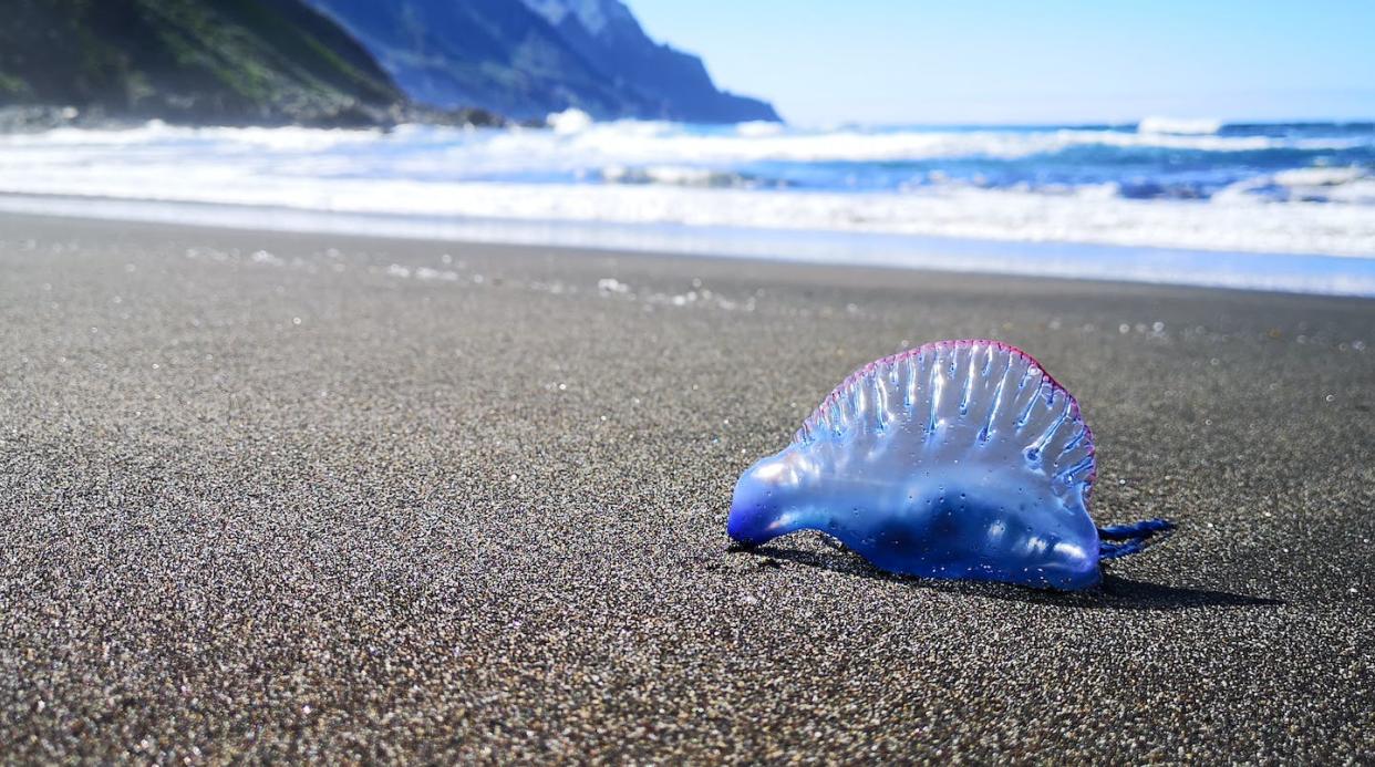 <a href="https://www.shutterstock.com/es/image-photo/portuguese-manowar-jellyfish-on-black-volcanic-1914994033" rel="nofollow noopener" target="_blank" data-ylk="slk:Ninafotoart/Shutterstock;elm:context_link;itc:0;sec:content-canvas" class="link ">Ninafotoart/Shutterstock</a>