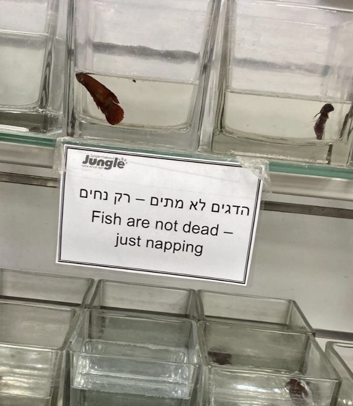 Fish in tanks with a sign that reads: "Fish are not dead – just napping."