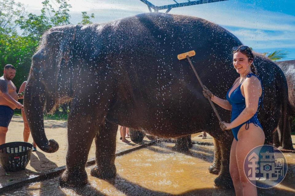 在「綠象保護區」幫大象刷背、和牠一起洗澡。