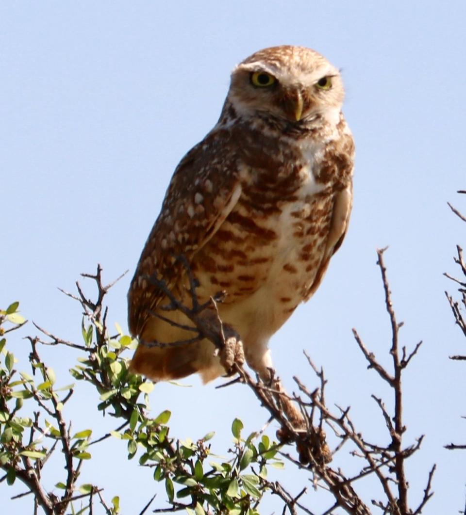 Western Burrowing Owl.