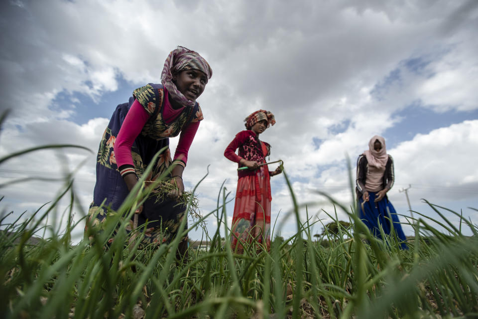 Ethiopian women work to turn over the soil and remove weeds from a field of onions near the village of Merebmieti, an area relatively unaffected by the current conflict, south of Mekele, in the Tigray region of northern Ethiopia, on Wednesday, May 12, 2021. The war in Tigray started in early November, shortly before the harvest season, as an attempt by Ethiopian Prime Minister Abiy Ahmed to disarm the region’s rebellious leaders. (AP Photo/Ben Curtis)