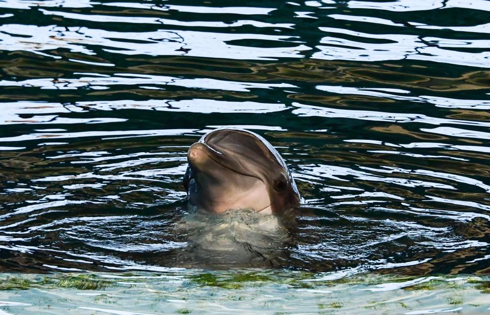 A dolphin is seen in the pool at the National Aquarium in Baltimore, Maryland on March 9, 2019. (Photo by EVA HAMBACH / AFP)        (Photo credit should read EVA HAMBACH/AFP/Getty Images)