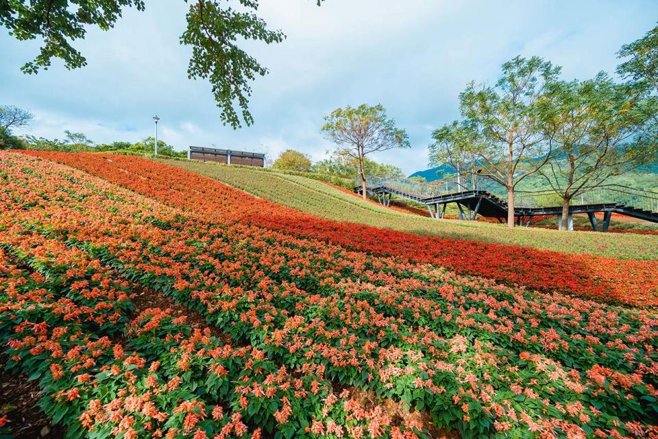 北投三層崎花海（圖片來源：花in台北）