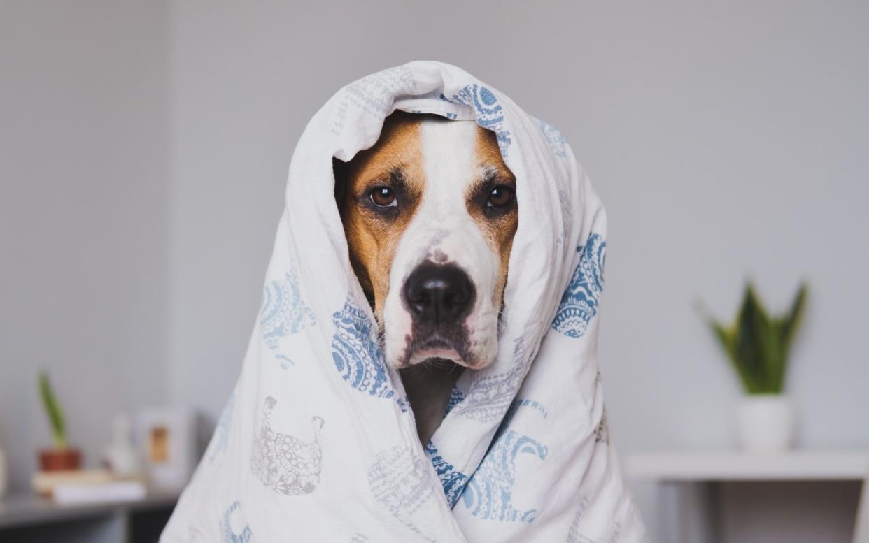 A dog wrapped in a duvet