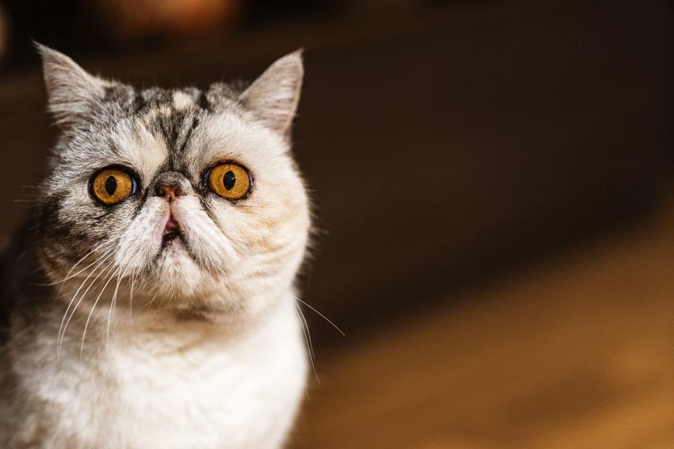 <p>Exotic Shorthair cats have playful, sweet, and easy-going personalities that make them the perfect family pet. Though playful at times, Exotic Shorthairs are eager to snuggle and are generally quiet and reserved.</p>