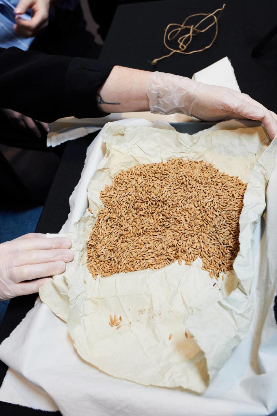 The barley found in a package from 1807. Photo from The National Archives