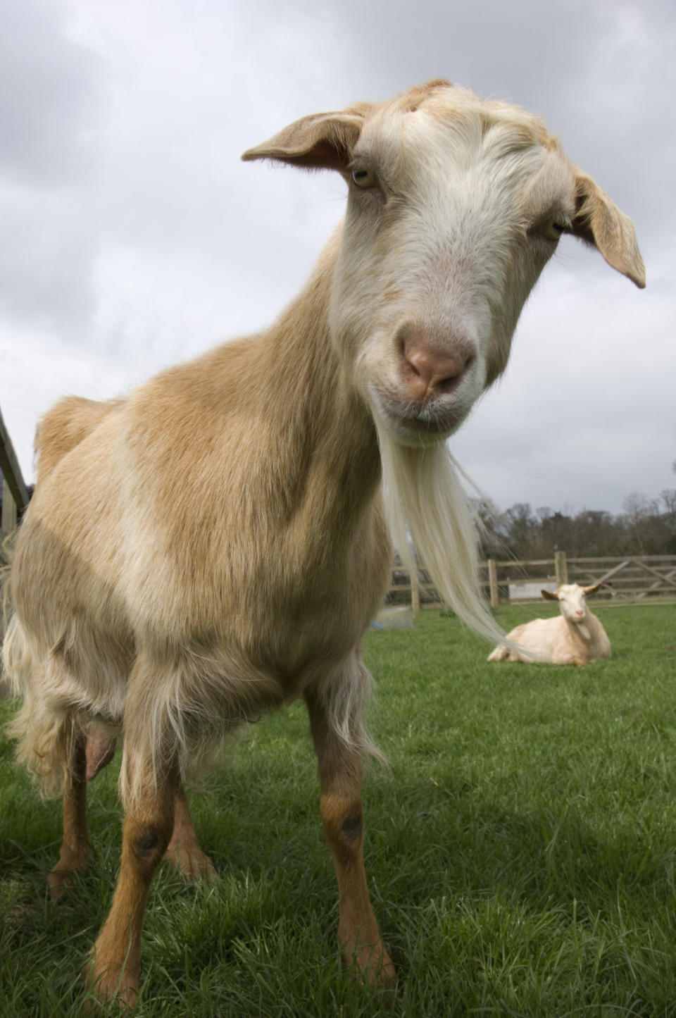 Channel Island goat (Capra aegagrus hircus) descended from WWII survivors, Church farm, Suffolk, UK