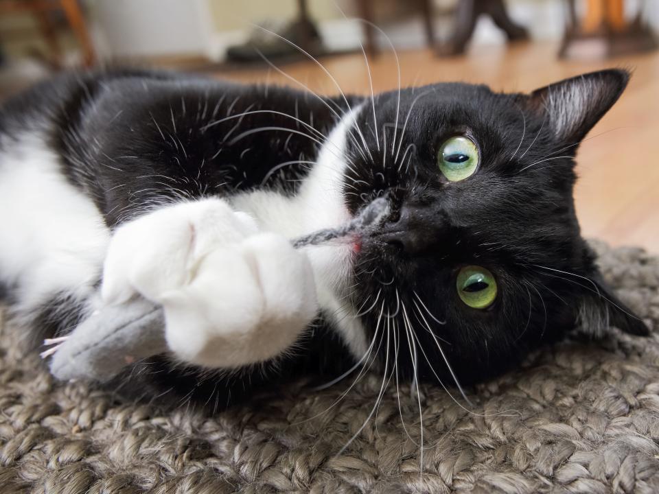 cat with catnip mouse toy wow