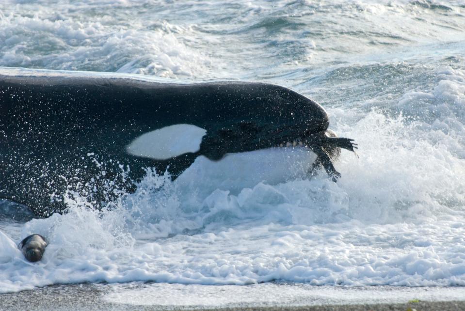 An orca with a seal in its mouth on a sandy beach with waves splashing against its side.