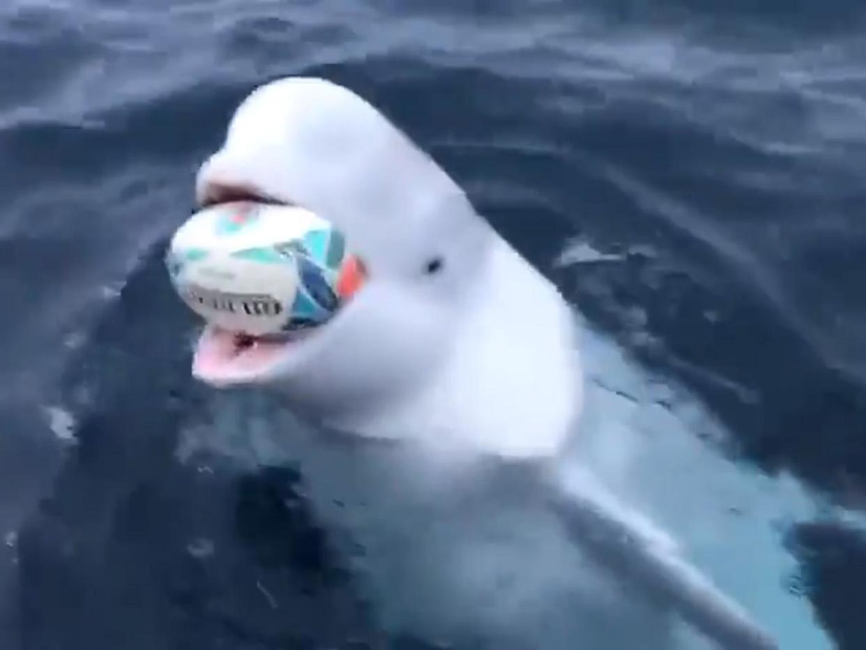 Screenshot of a viral video of a beluga whale 'playing catch' with rugby fans: Twitter
