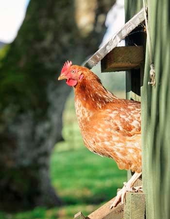 Chicken Coop Cost