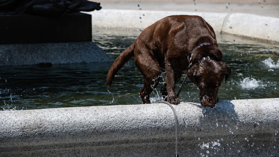 A dog cools off in a fountain in the Commons during a heatwave in Boston on June 19. - Joseph Prezioso/AFP/Getty Images