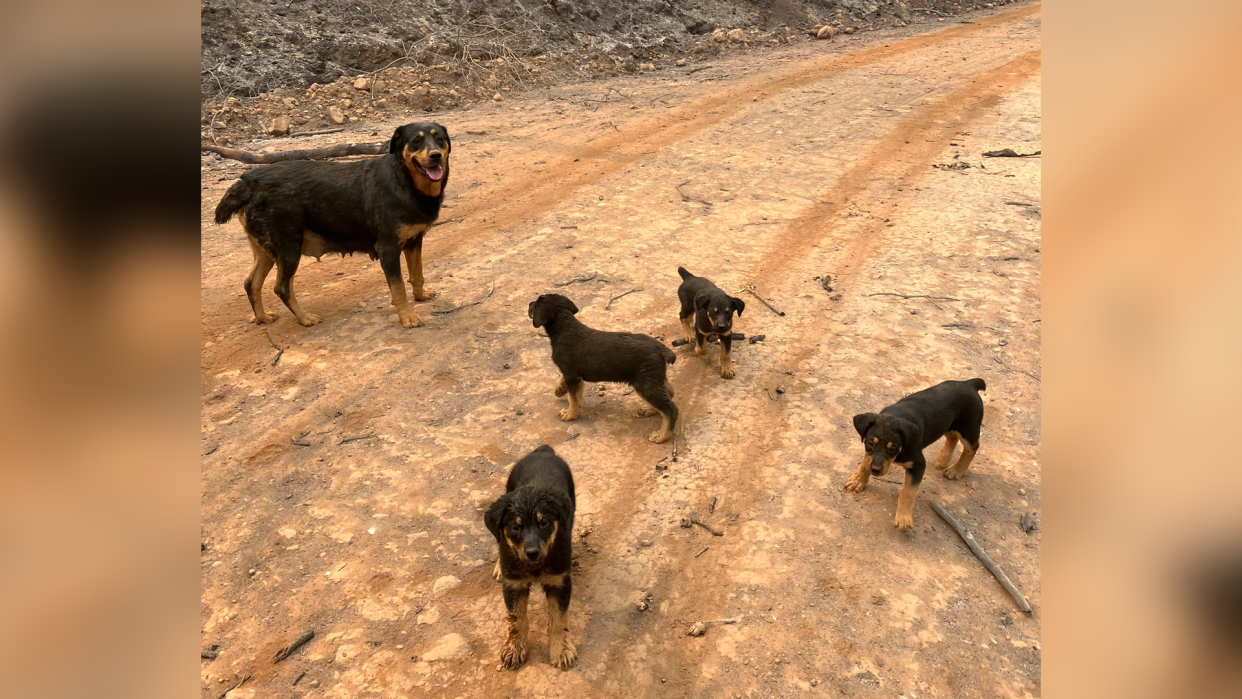 A Rottweiler and her four puppies were rescued from California's Park Fire four days after their owner was forced to leave them behind.  / Credit: Butte County Sheriff via Facebook