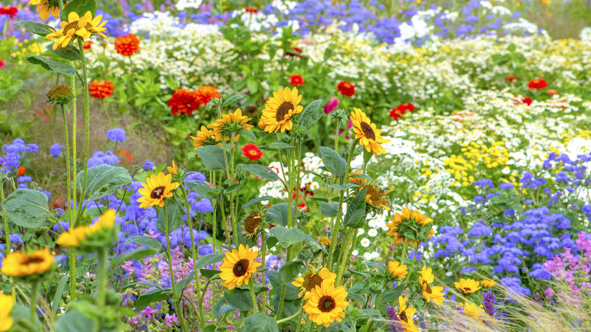 Baby's Breath Seeds for Planting Gpsophila - Beautiful Annual Cut Flower for Flower Arrangements and Beautiful in Flower Beds in Summer Gardens Too