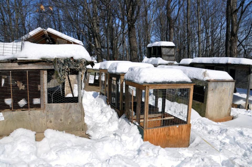 This photo provided by the ASPCA shows "Operation Angry Birds" in Ulster County, N.Y., Sunday, Feb. 9, 2014. More than 3,000 birds were rescued in the three-county cockfighting takedown that began Saturday and ended Sunday in New York and resulted in nine felony arrests, according to the state Attorney General's Office. (AP Photo/ASPCA)