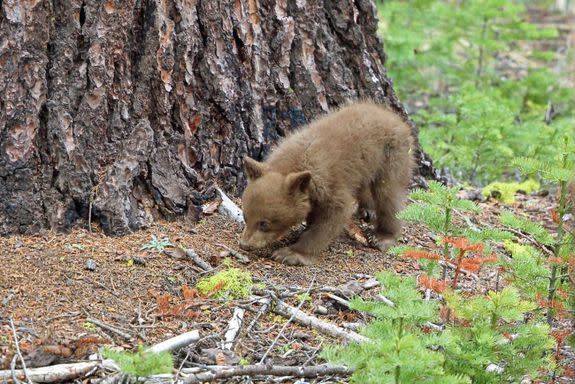 A black bear cub is cute from afar.