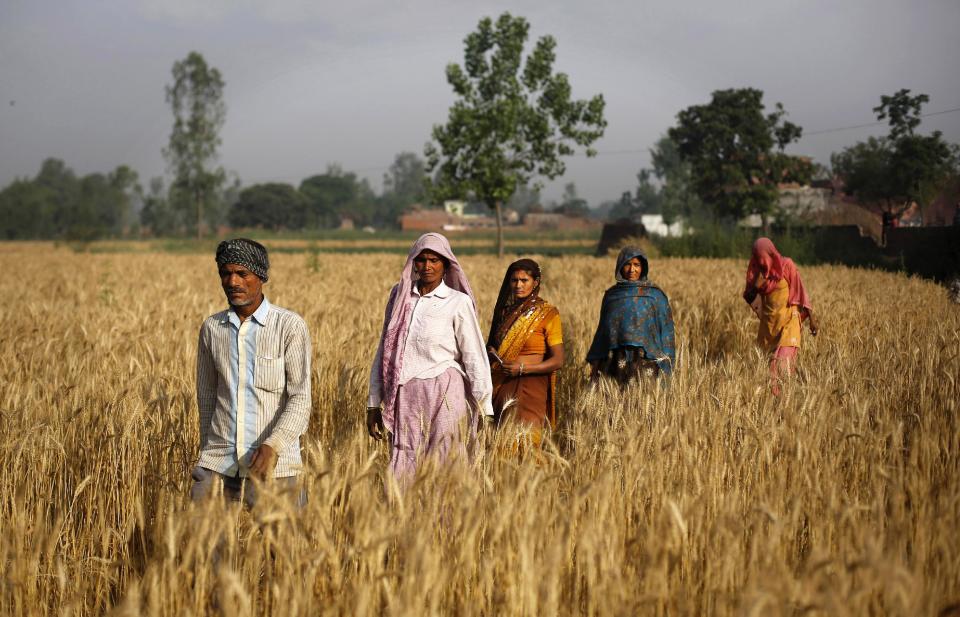 Indian villagers walk through a rice field towards a polling station to cast their votes in Shahbazpur Dor village in Amroha, in the northern Indian state of Uttar Pradesh, Thursday, April 17, 2014. Indians cast ballots Thursday on the biggest day of voting in the country's weekslong general election, streaming into polling stations even in areas where rebels threatened violence over the plight of India's marginalized and poor. (AP Photo/Altaf Qadri)