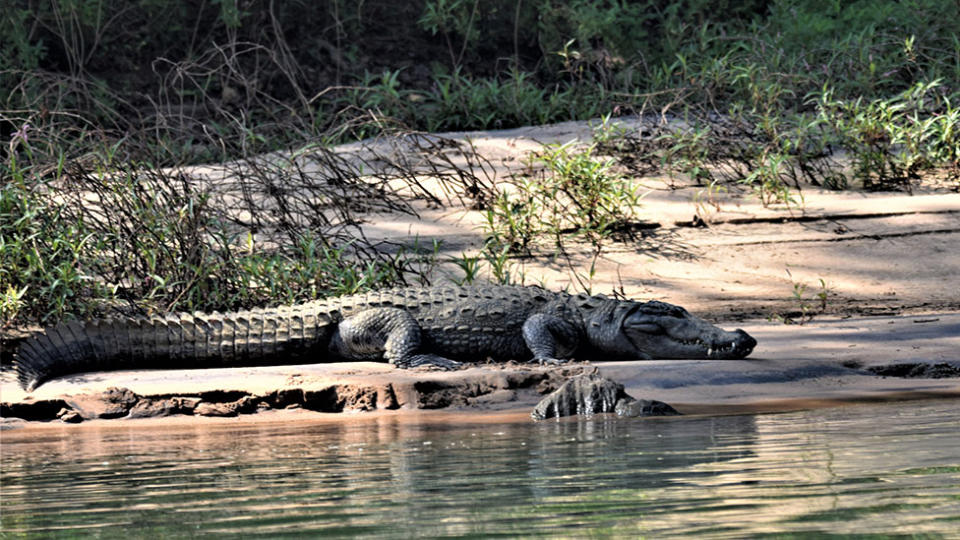 A 15-year-old girl was killed following a crocodile attack in India. Source: Getty Images, file photo
