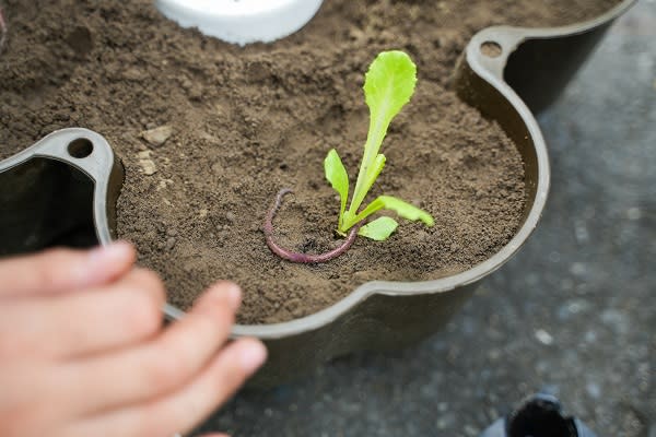 ▲農場主人反思氣候變遷與環境議題，毅然投入蚓菜共生的友善環境農法。（圖/台灣休閒農業發展協會）