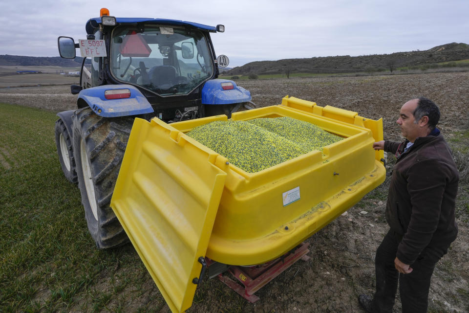 Farmer Jose Francisco Sanchez shows pellets of ammonium-nitrate fertilizer in a container on the back of a tractor to be sprayed on a barley crop in Anchuelo on the outskirts of Madrid, Spain, Tuesday, Feb. 7, 2023. In Spain, the government is spending 300 million euros ($320 million) to help farmers acquire fertilizer, the price of which has doubled since the war in Ukraine. (AP Photo/Paul White)