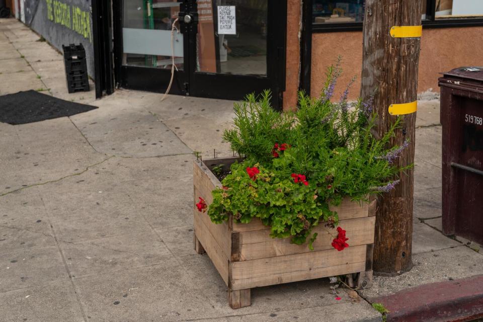 A planter box of flowers and rosemary.