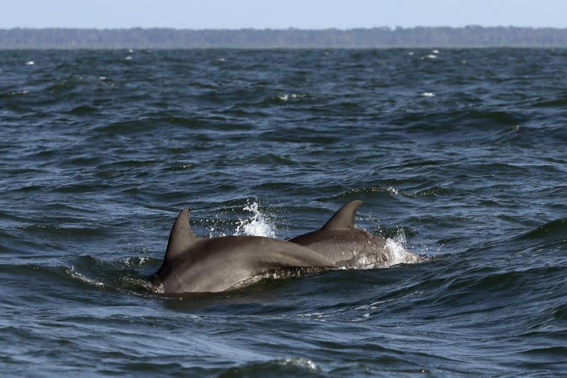 Dos delfines nariz de botella hirieron a Lexi Yeo, una niña de 10 años (sin foto) (Foto: AP)