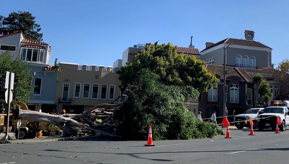 Ferocious winds have toppled trees in San Francisco's Marina District as millions of Californians up and down the state cope with raging fires, evacuations and power outages.