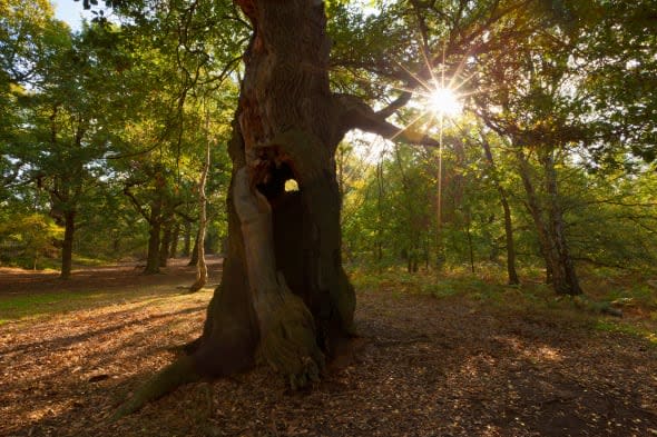 sherwood forest trees Edwinstowe nottinghamshire England UK GB EU Europe