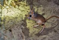 <p>If a mouse and a kangaroo had a baby, you might get this teeny little jumping rodent. <a href="https://blog.nationalgeographic.org/2014/02/11/5-jerboa-facts-explaining-cute-jumping-rodent-2/" rel="nofollow noopener" target="_blank" data-ylk="slk:Their hind limbs are about four times as long as their forelimbs;elm:context_link;itc:0;sec:content-canvas" class="link ">Their hind limbs are about four times as long as their forelimbs</a>, according to National Geographic, which makes them better at balancing and hopping out of the way of danger. </p>