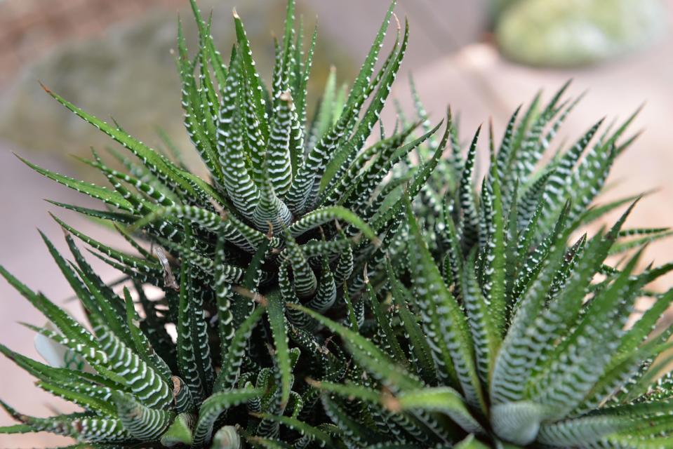 One of many types of haworthia succulents on display at the Sarasota Succulent Society in Sarasota. 