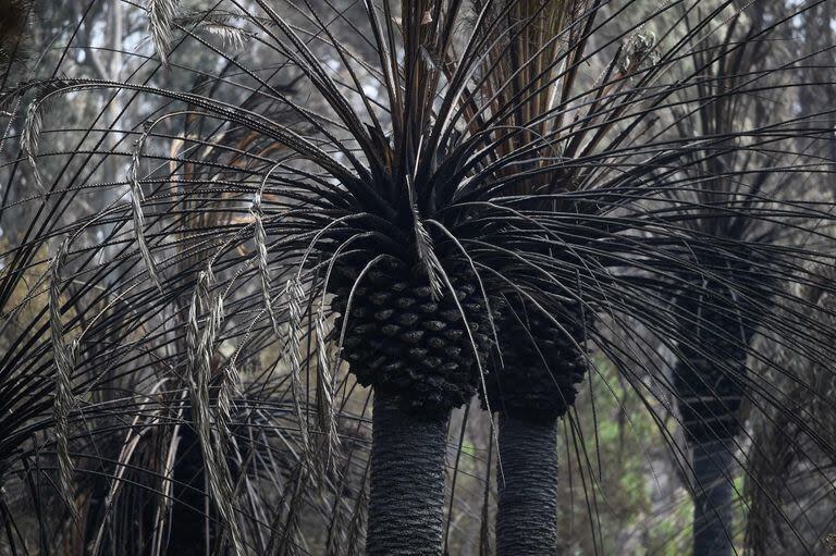 Las palmeras del Botánico quedaron incineradas