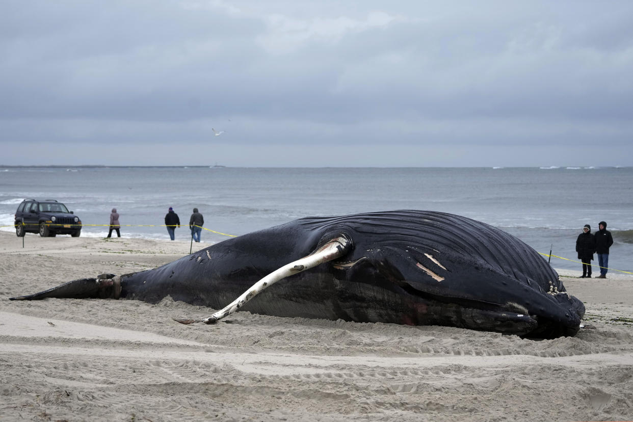 A few people on a beach stand behind yellow tape to look at a large beached whale.