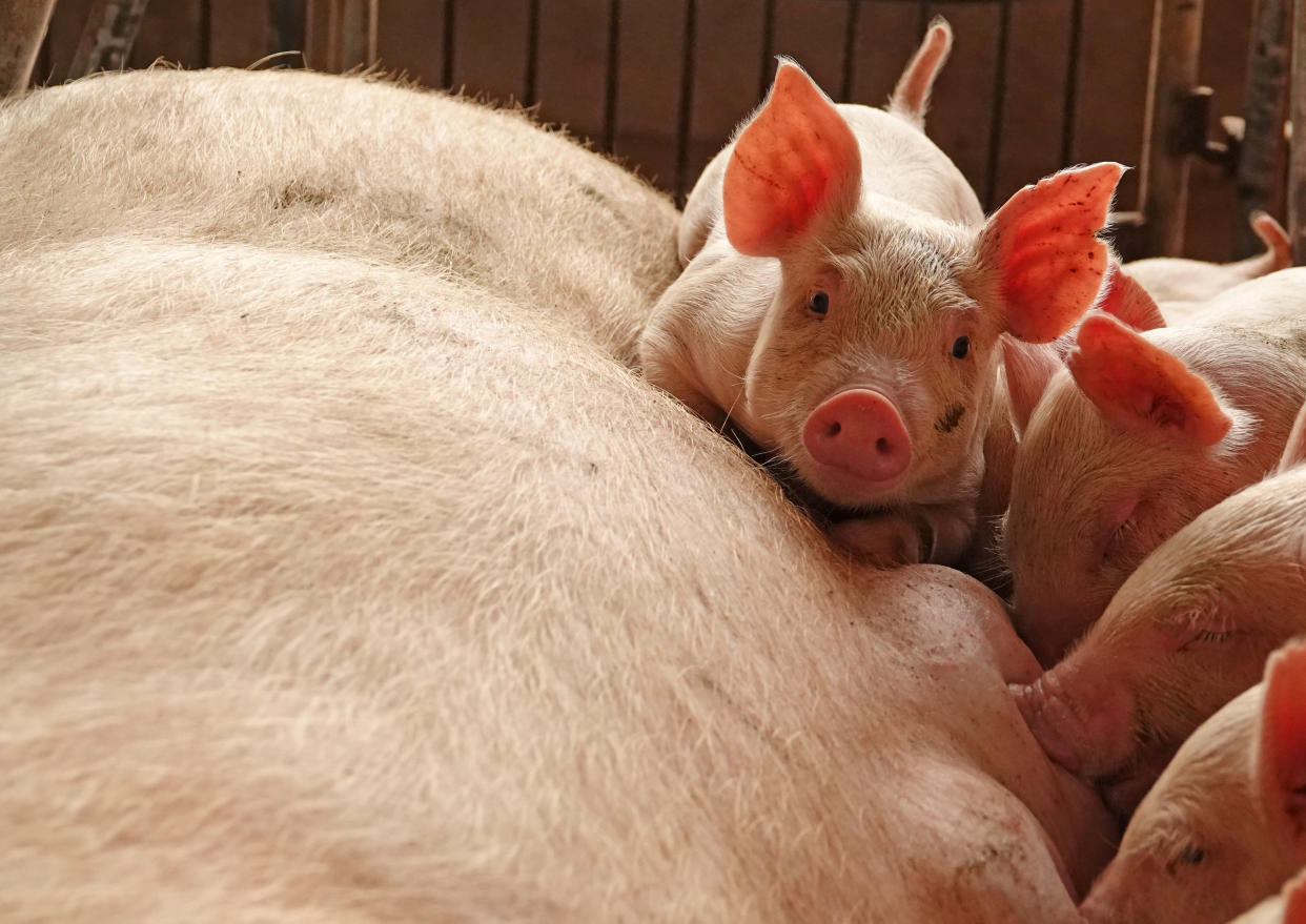 No human has died from ASF, discovered 100 years ago in Kenya and which has since devastated pig livestock worldwide. — Reuters pic