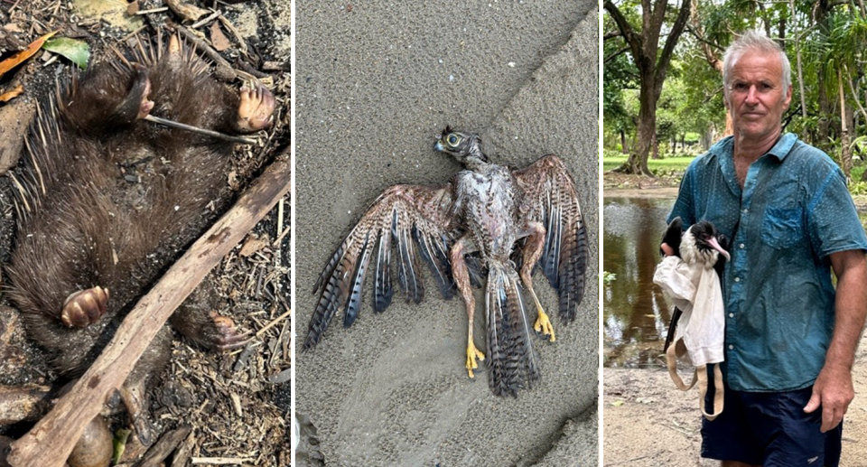 Left - a dead echidna under debris. Centre - a dead hawk on the beach. Right - Brothers holding a rescued bird.