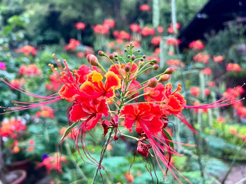 園區內紅蝴蝶是民眾不可錯過的夏季花種，花形如蝴蝶，花色橘紅。   圖：新北市景觀處提供