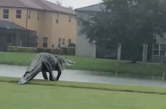 A giant alligator was spotted on a Naples, Florida golf course (YouTube)