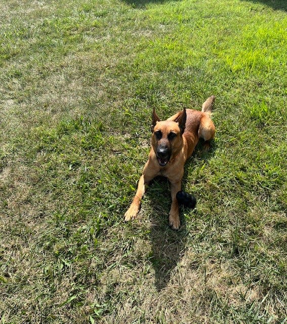 Rico may be the only being in Augusta County who has not commented on the swirling plans around his retirement as a K9 dog for Augusta County Sheriff's Office in August 2023.