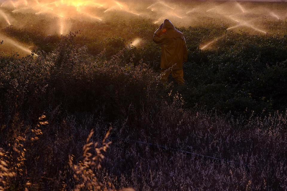 Farmer checking potato field