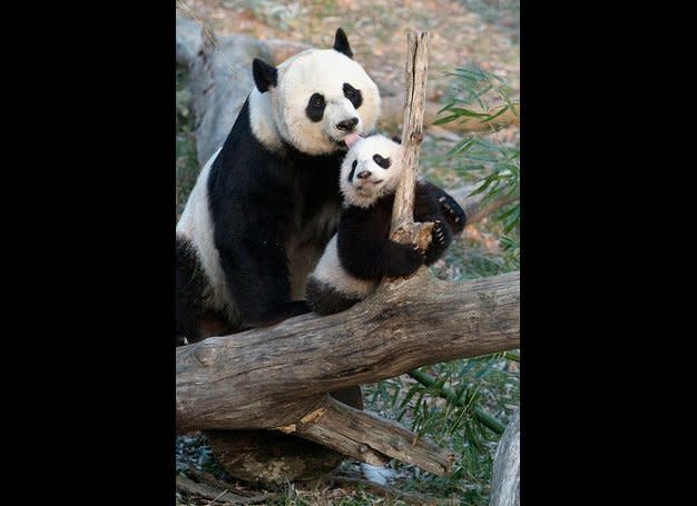 Mei Xiang and Tai Shan, who was born at 3:41 a.m. July 9, 2005, weighing only a few ounces at birth.     This photo was taken in December, 2005.