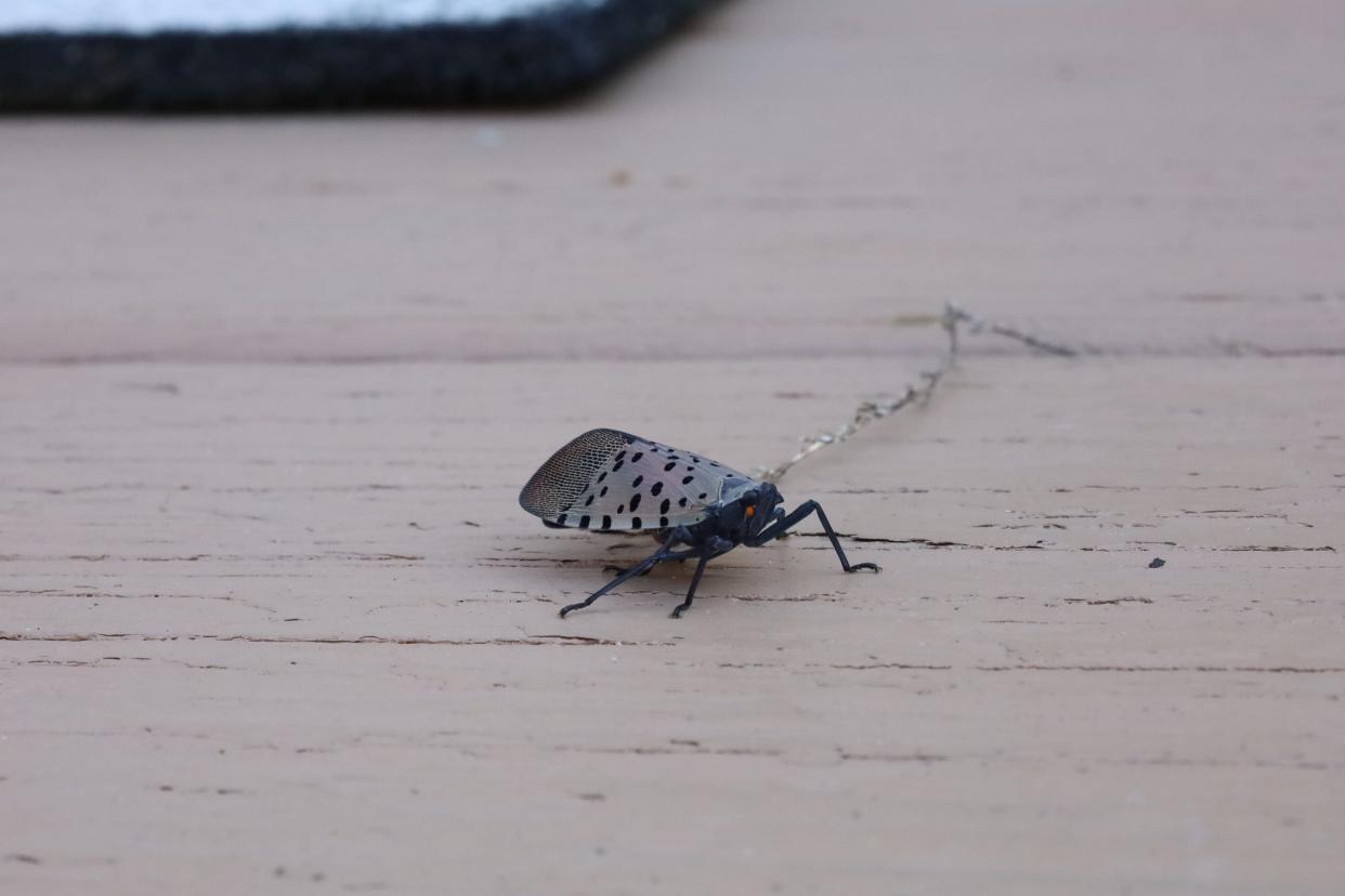 The adult spotted lanternfly has grayish wings with black spots, and a set of bright red inner wings that are visible when the outer wings are open.