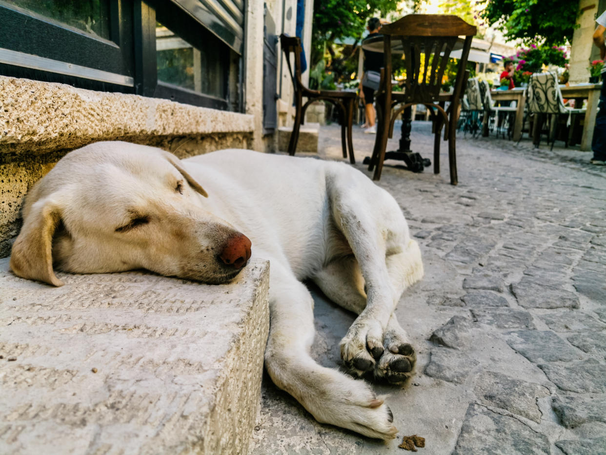 ¿Por qué en México se les dice firulais a los perros callejeros? | Foto: Getty Images